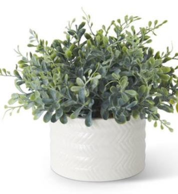 Eucalyptus in White Ceramic Vase