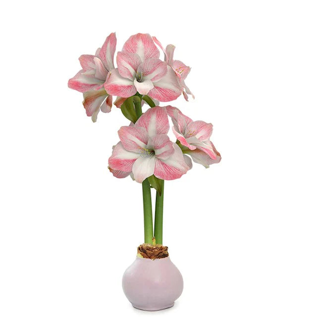 Waxed Amaryllis Bulb
