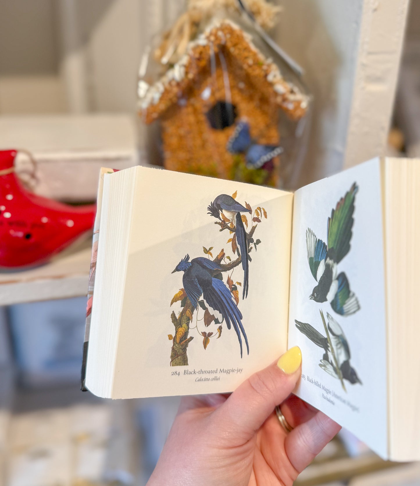 Audobon's Birds of America Book
