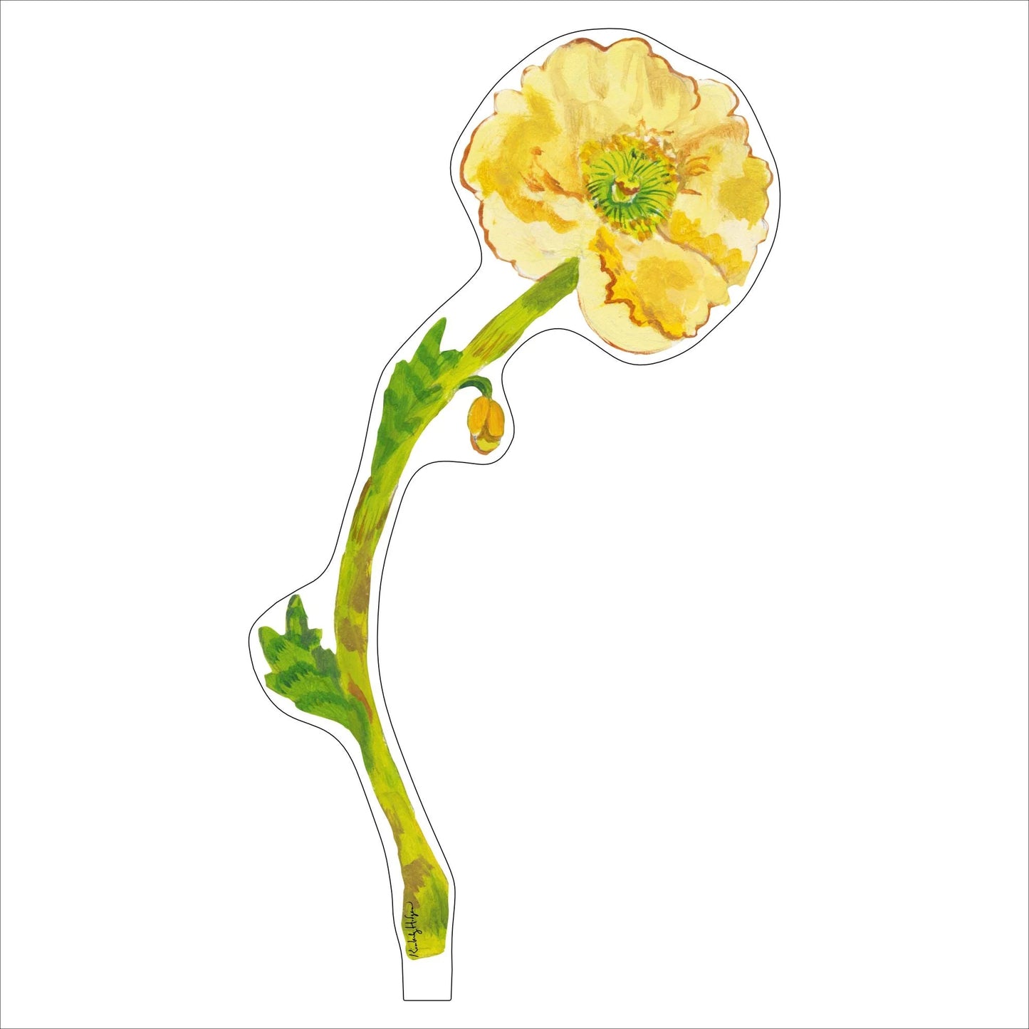 Pale Yellow Iceland Poppy
