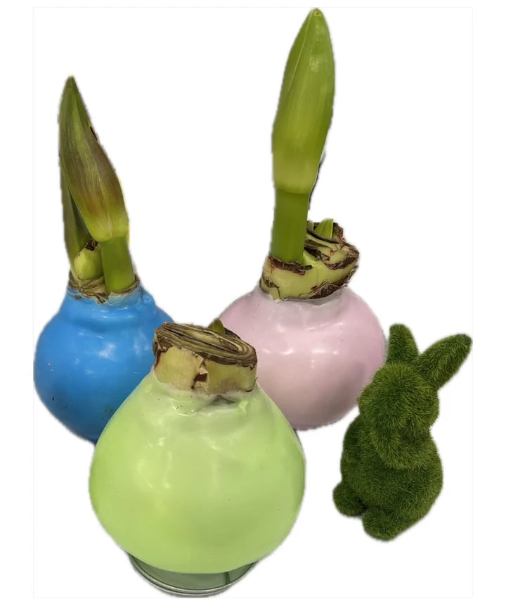 Waxed Amaryllis Bulb