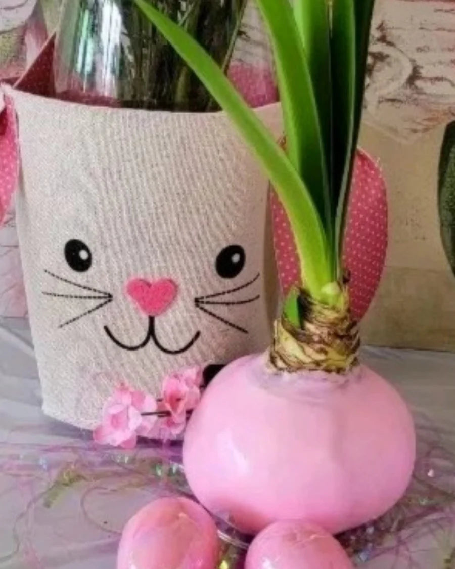 Waxed Amaryllis Bulb