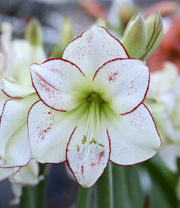 Waxed Amaryllis Bulb