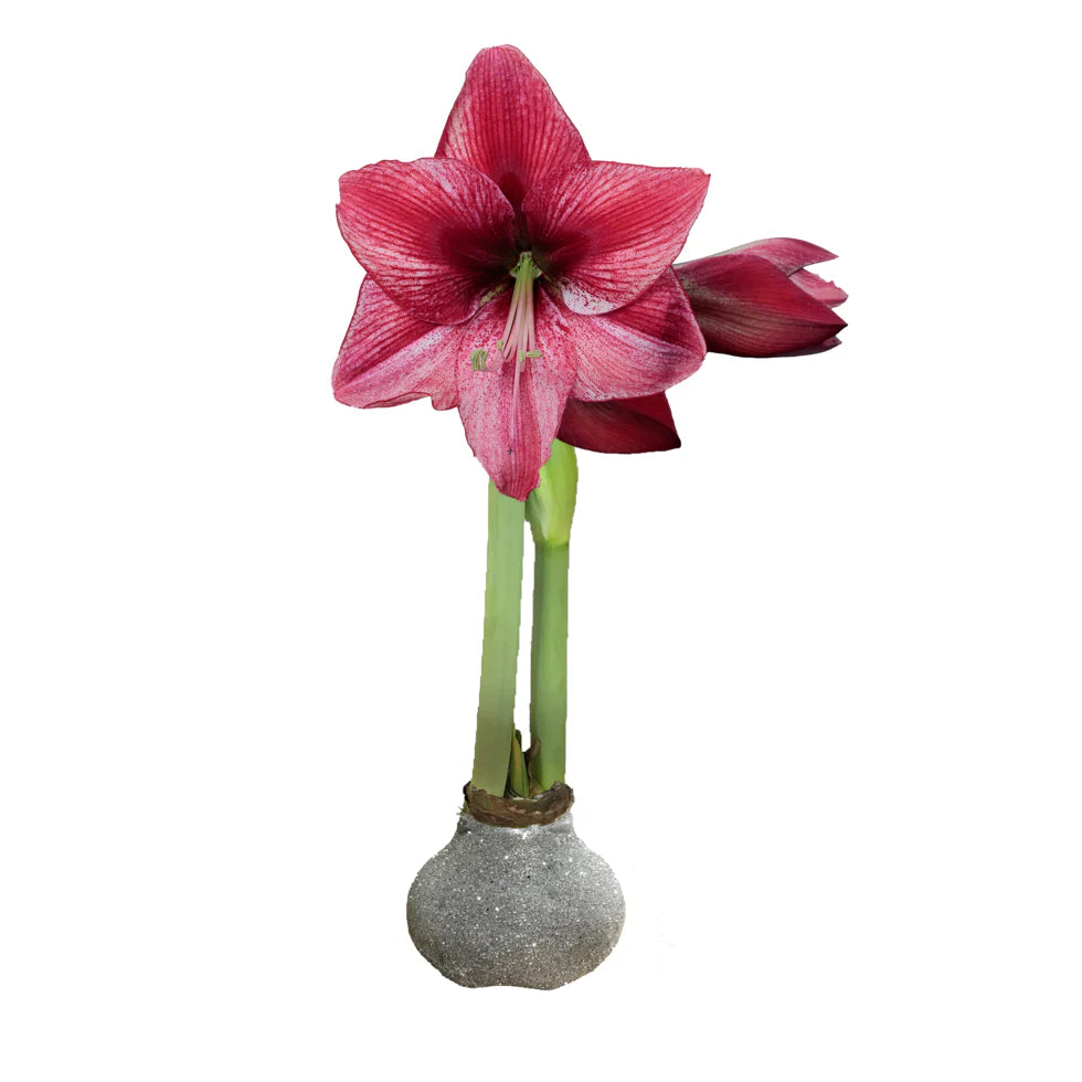 Waxed Amaryllis Bulb