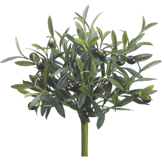 Olive Bush | 14"