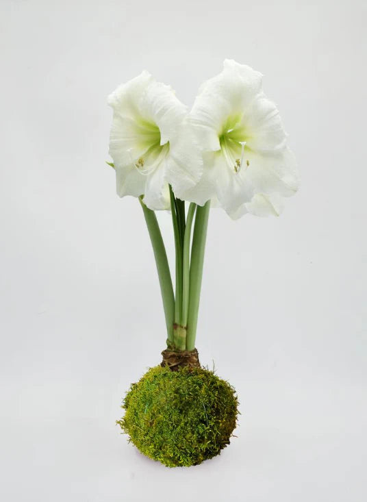 Waxed Amaryllis Bulb
