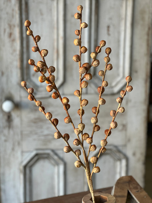 36" Maize Shawl Buds Stem