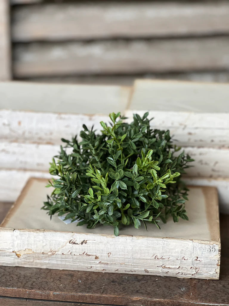New England Boxwood half sphere | 7"