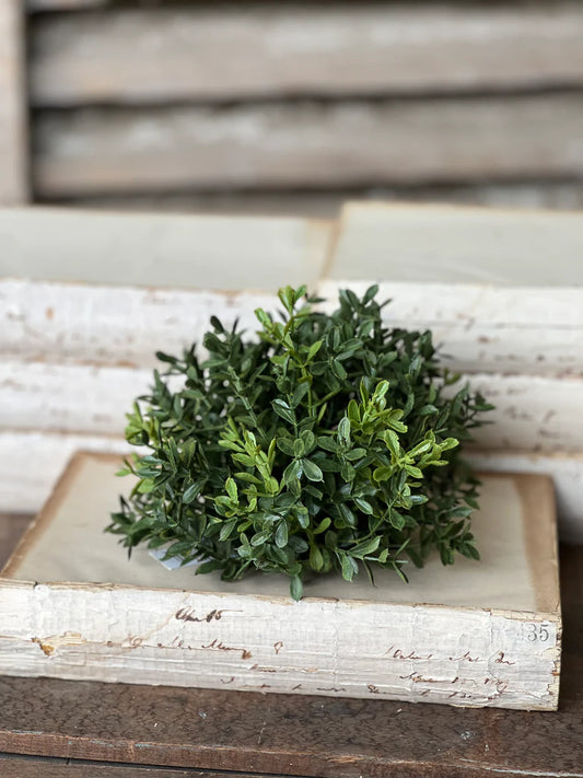New England Boxwood half sphere | 7"