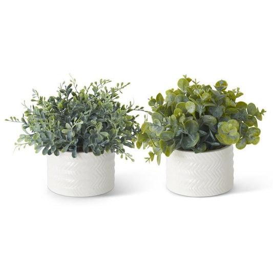 Eucalyptus in White Ceramic Vase