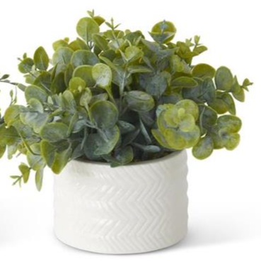 Eucalyptus in White Ceramic Vase