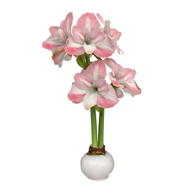 Waxed Amaryllis Bulb