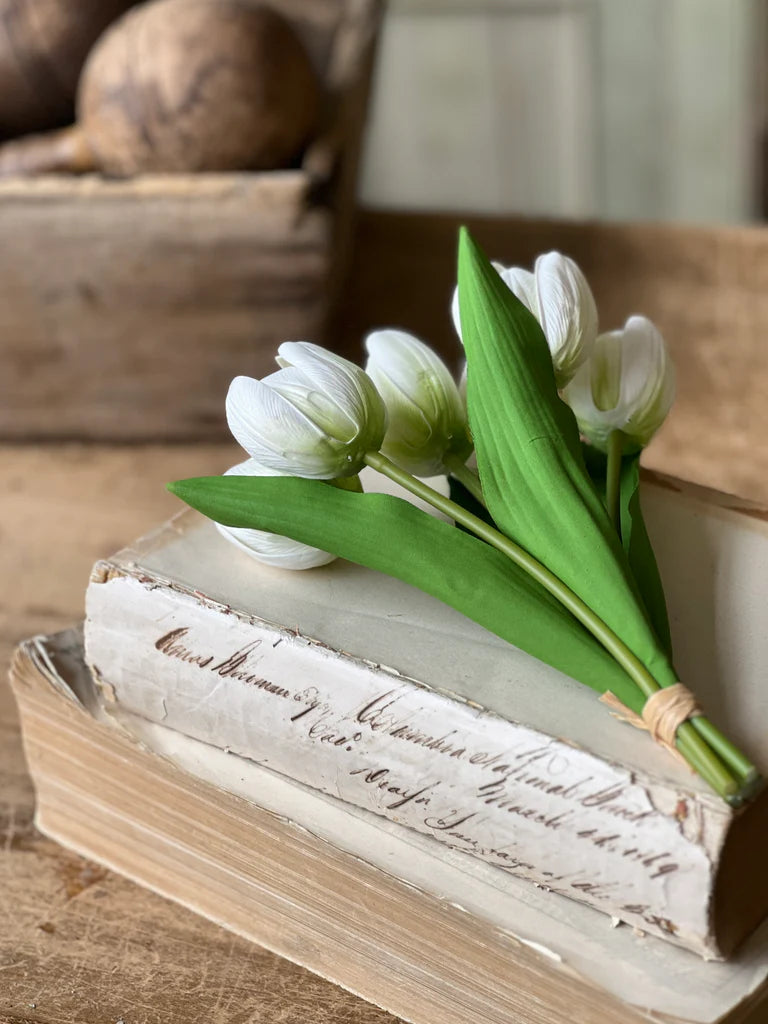 Poppet Tulip Bundle | Creamy White