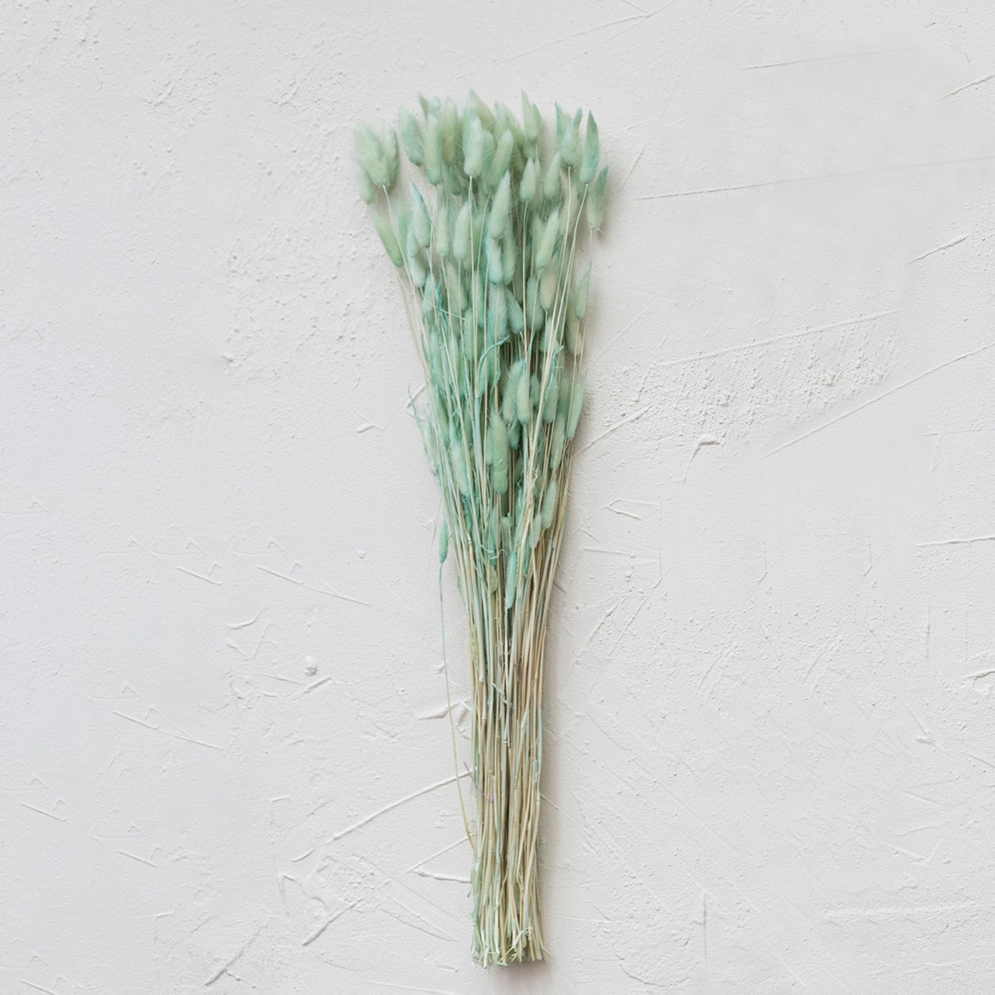 Dried Natural Bunny Tail Bunch | Mint