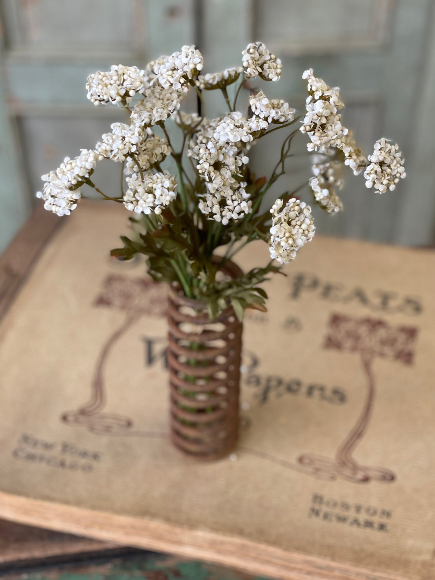 Fennel Flower Bundle
