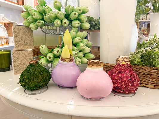 Waxed Amaryllis Bulb