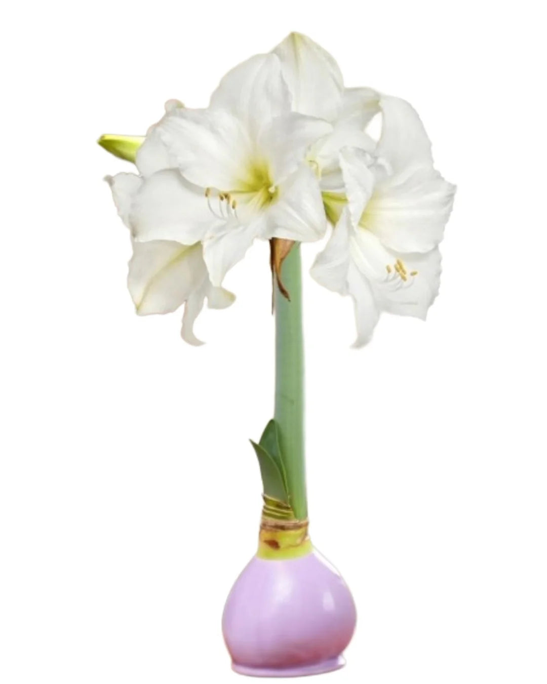 Waxed Amaryllis Bulb
