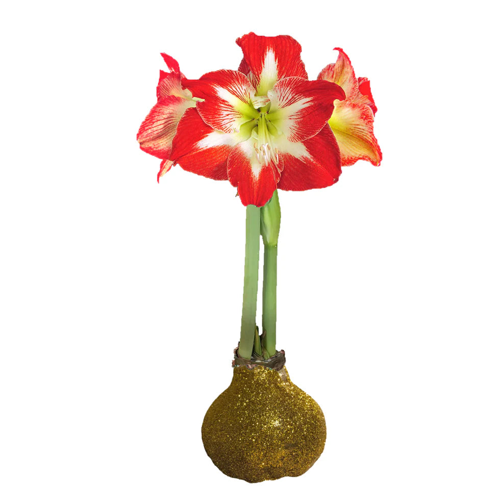 Waxed Amaryllis Bulb