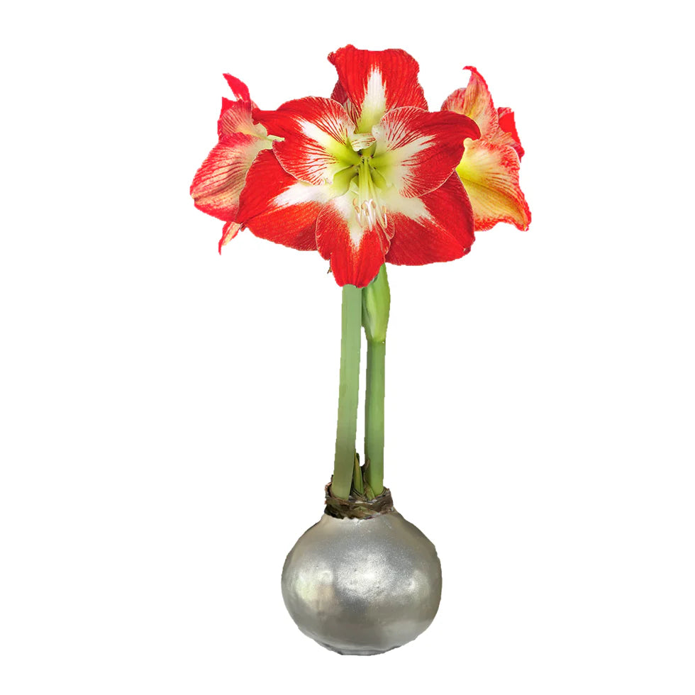 Waxed Amaryllis Bulb
