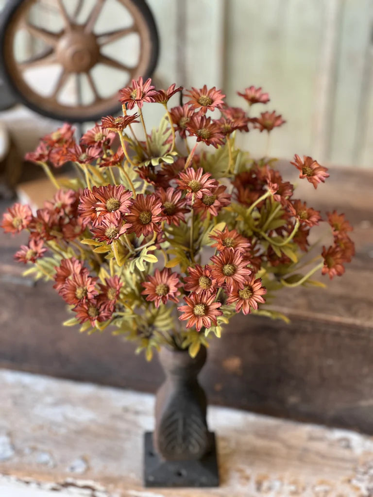 Ashdale Daisy Bush | 16" Rusty