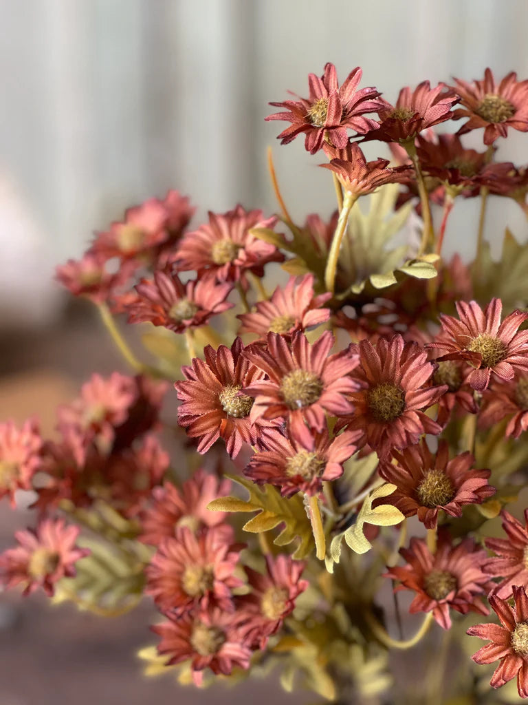 Ashdale Daisy Bush | 16" Rusty