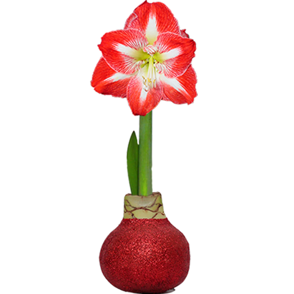 Waxed Amaryllis Bulb
