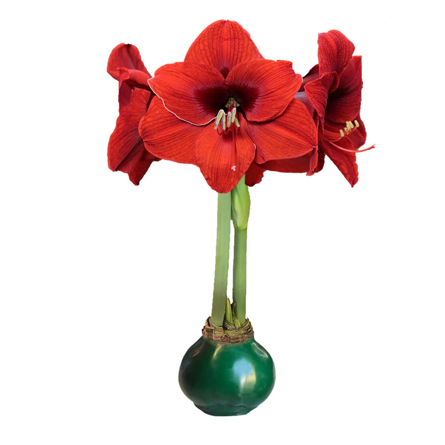 Waxed Amaryllis Bulb