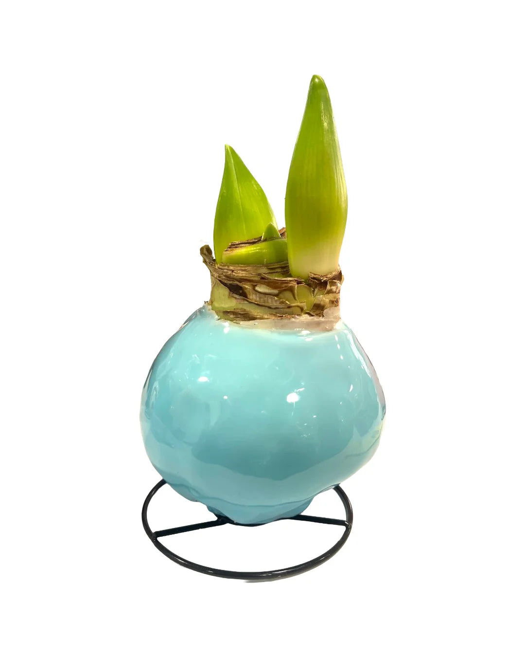 Waxed Amaryllis Bulb