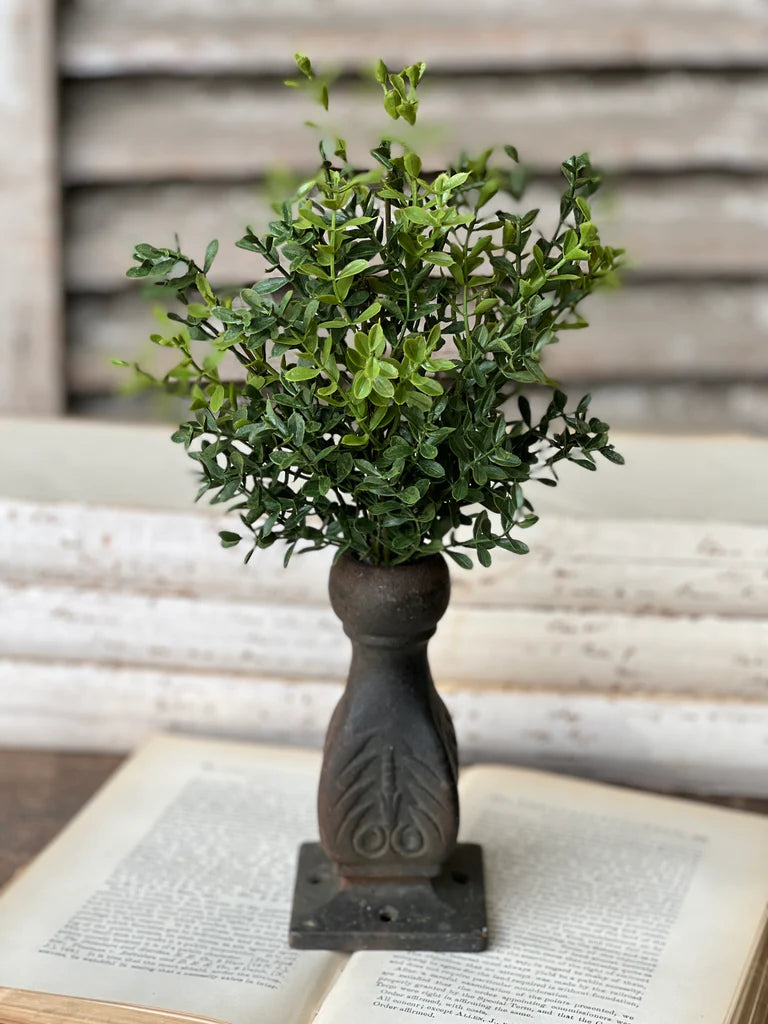 New England Boxwood Bush | 12"