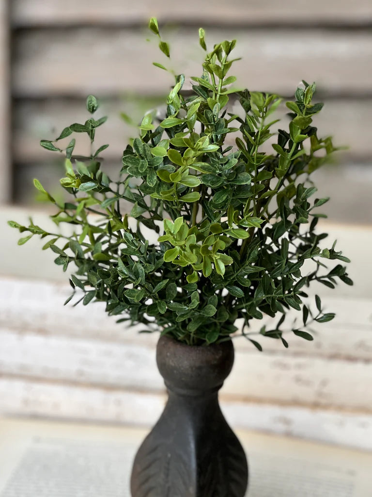 New England Boxwood Bush | 12"