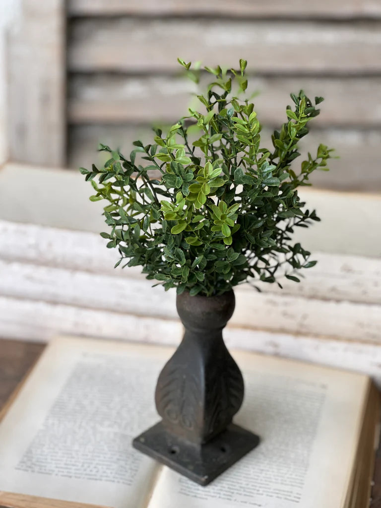 New England Boxwood Bush | 12"