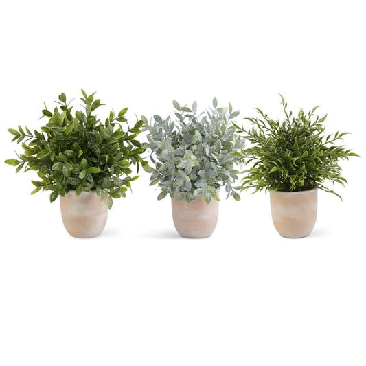 Herb in Terracotta Pot | 13"