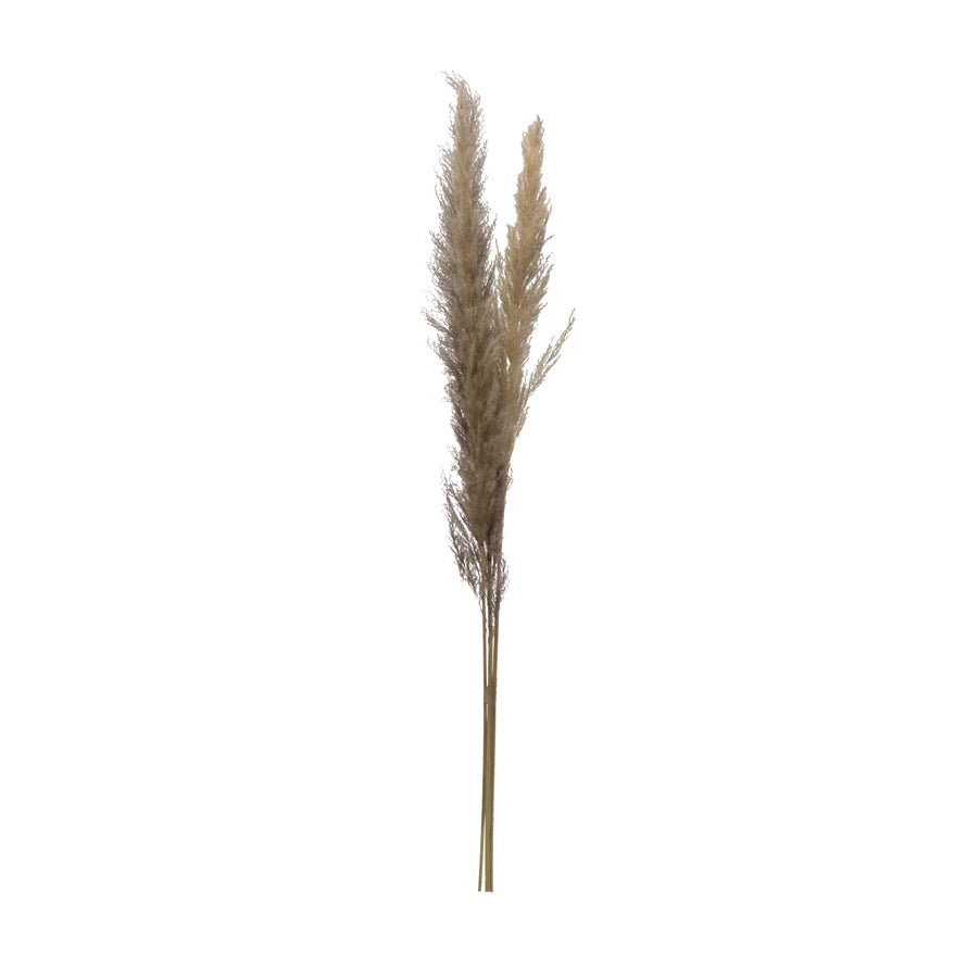 Dried Natural PamPas Grass Bunch