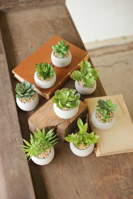 small succulent in cement pot